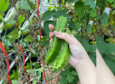 8 ธันวาคม 2568 บุคลากรศูนย์ถ่ายทอดเทคโนโลยีการสหกรณ์ที่ 13 ... พารามิเตอร์รูปภาพ 1