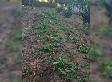 8 ธันวาคม 2568 บุคลากรศูนย์ถ่ายทอดเทคโนโลยีการสหกรณ์ที่ 13 ... พารามิเตอร์รูปภาพ 12