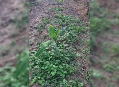 8 ธันวาคม 2568 บุคลากรศูนย์ถ่ายทอดเทคโนโลยีการสหกรณ์ที่ 13 ... พารามิเตอร์รูปภาพ 14